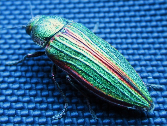 iridescent bug